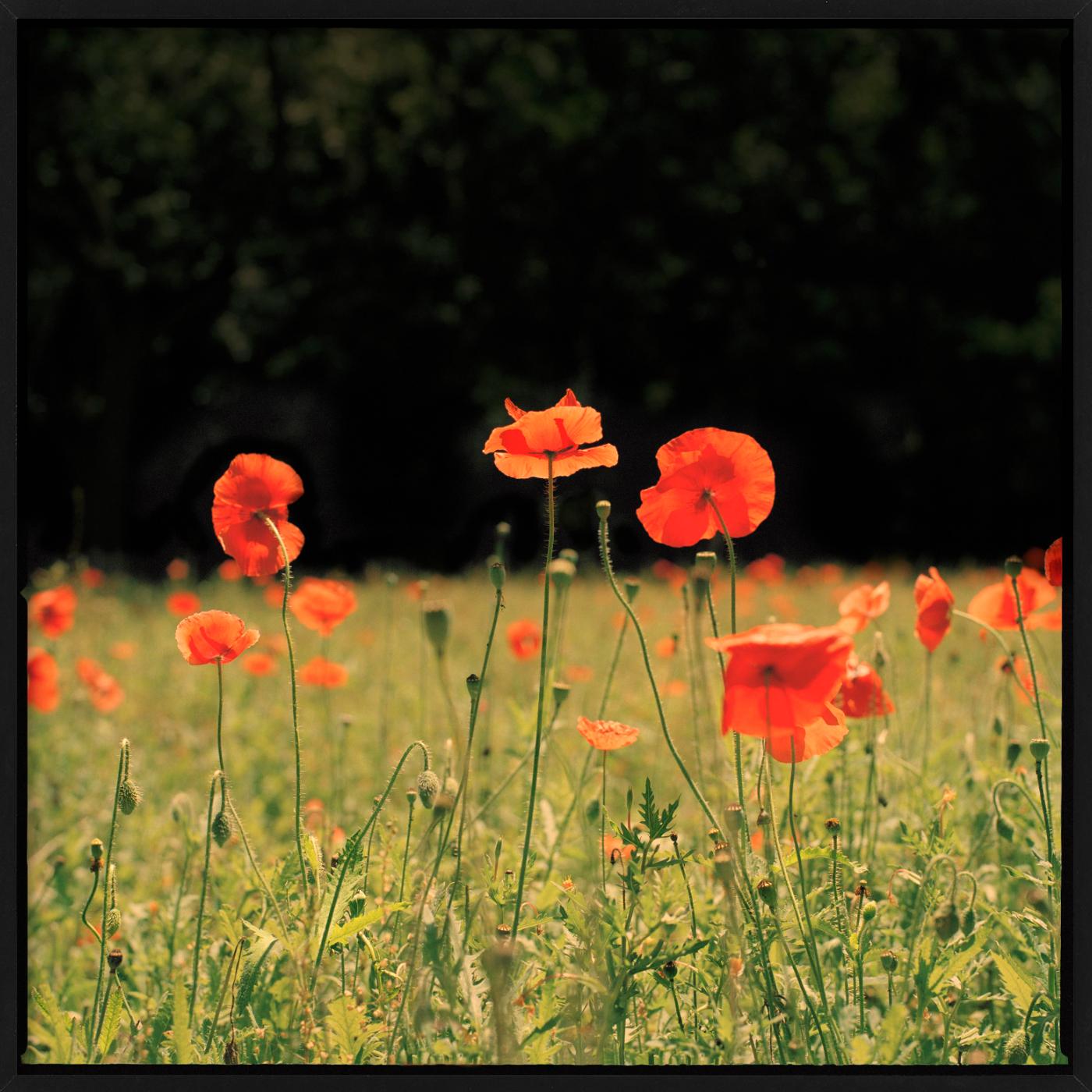 Rote Mohnblumen - Blumenfeldlandschaft, Kunstfotografie (Schwarz), Color Photograph, von Nigel Parry