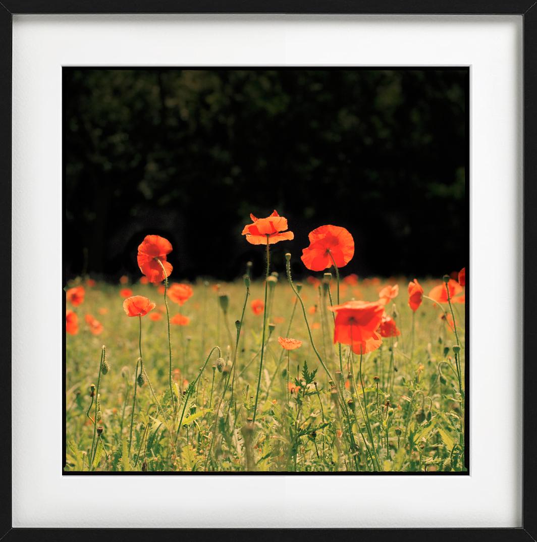 Red Poppies wurde von dem Kunstfotografen Nigel Parry fotografiert.

Alle Drucke sind in limitierter Auflage erhältlich. Erhältlich in mehreren Größen. Hochwertige Einrahmung auf Anfrage.

Alle Drucke werden von der Künstlerin oder dem Künstler