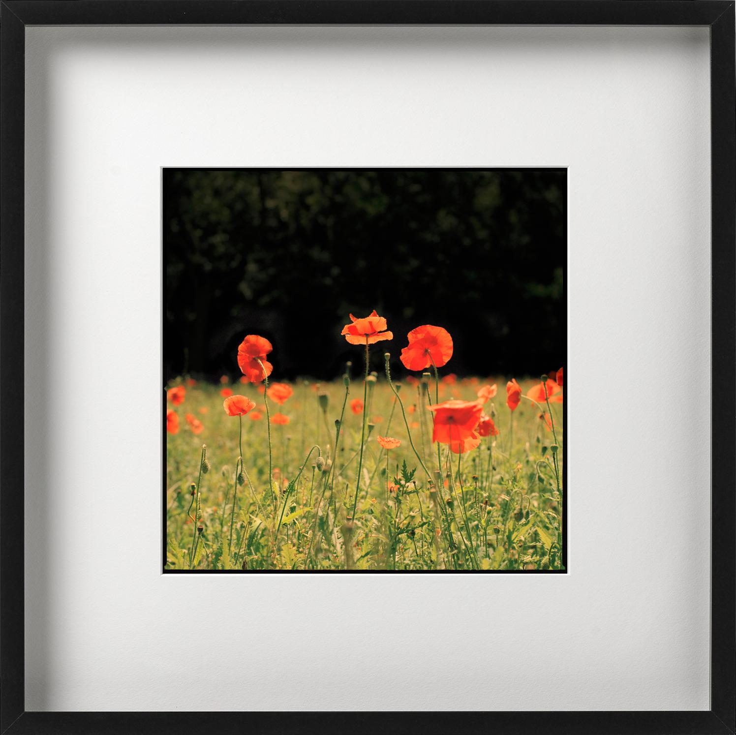 Rote Mohnblumen - Blumenfeldlandschaft, Kunstfotografie im Angebot 1