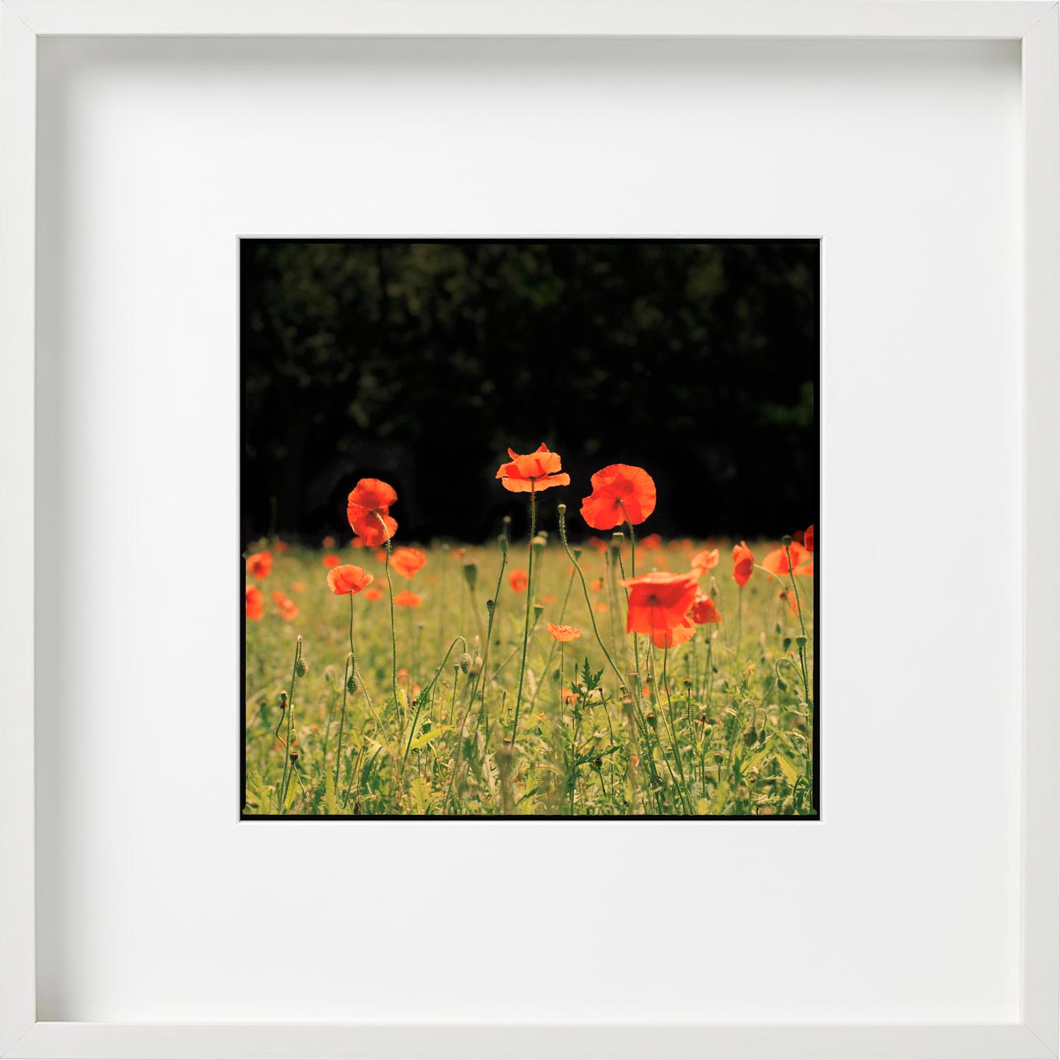 Rote Mohnblumen - Blumenfeldlandschaft, Kunstfotografie im Angebot 2