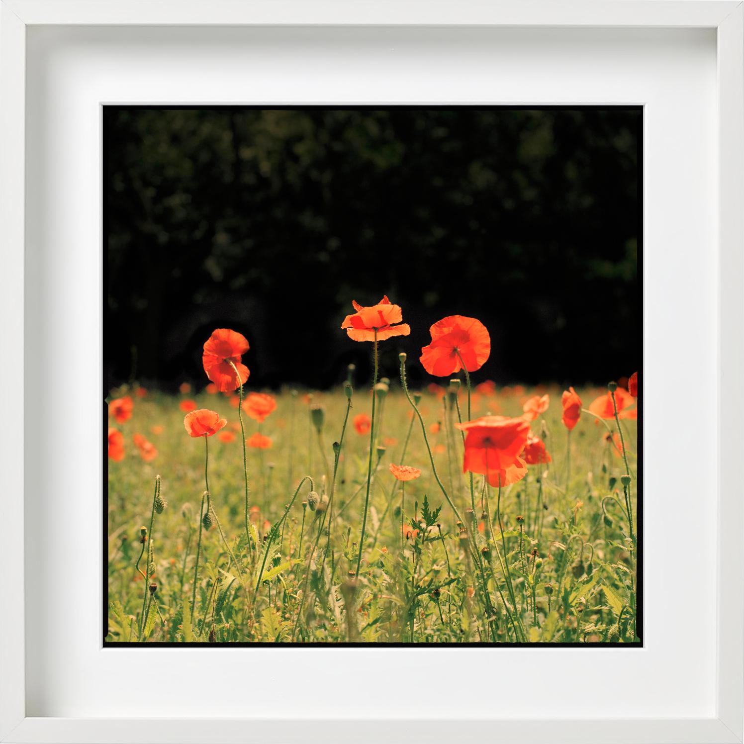Rote Mohnblumen - Blumenfeldlandschaft, Kunstfotografie im Angebot 3
