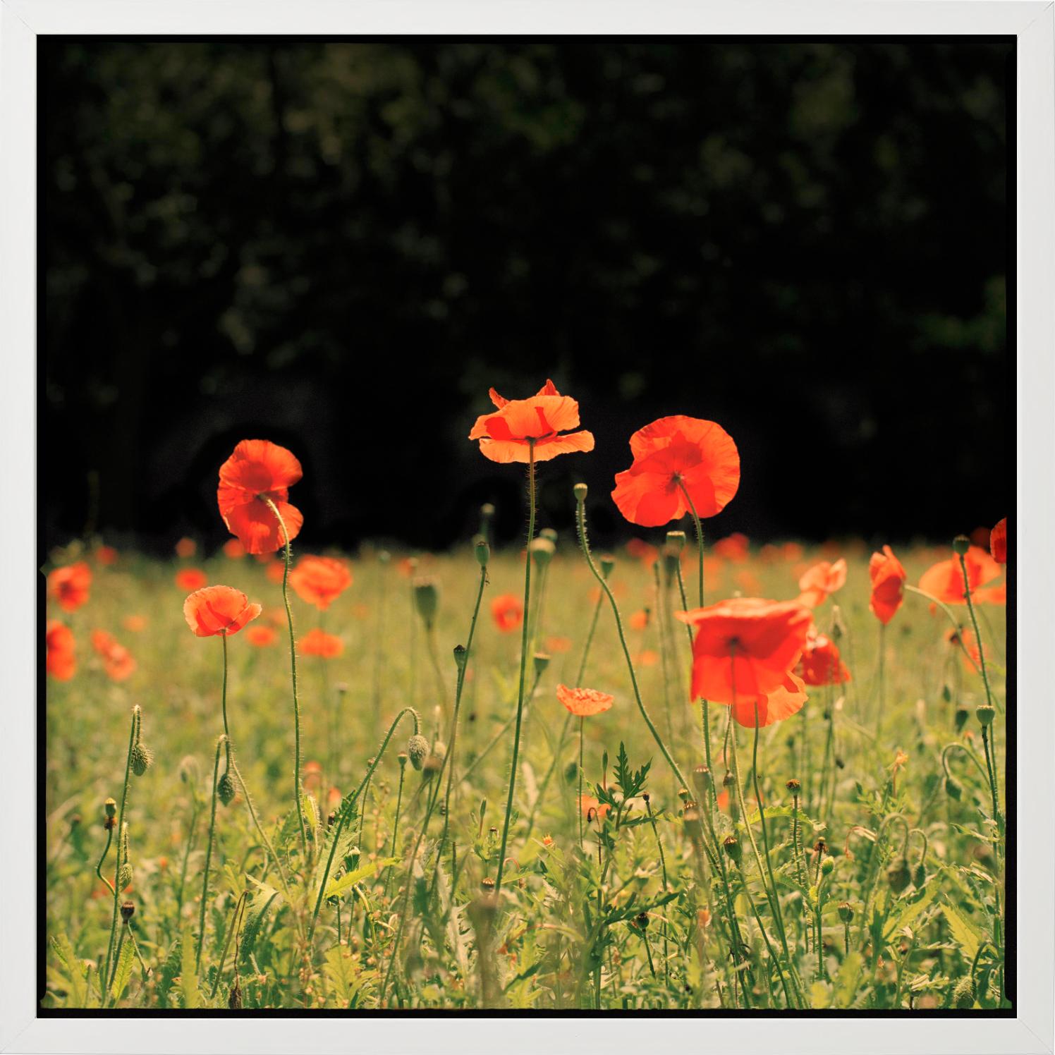 Rote Mohnblumen - Blumenfeldlandschaft, Kunstfotografie im Angebot 4