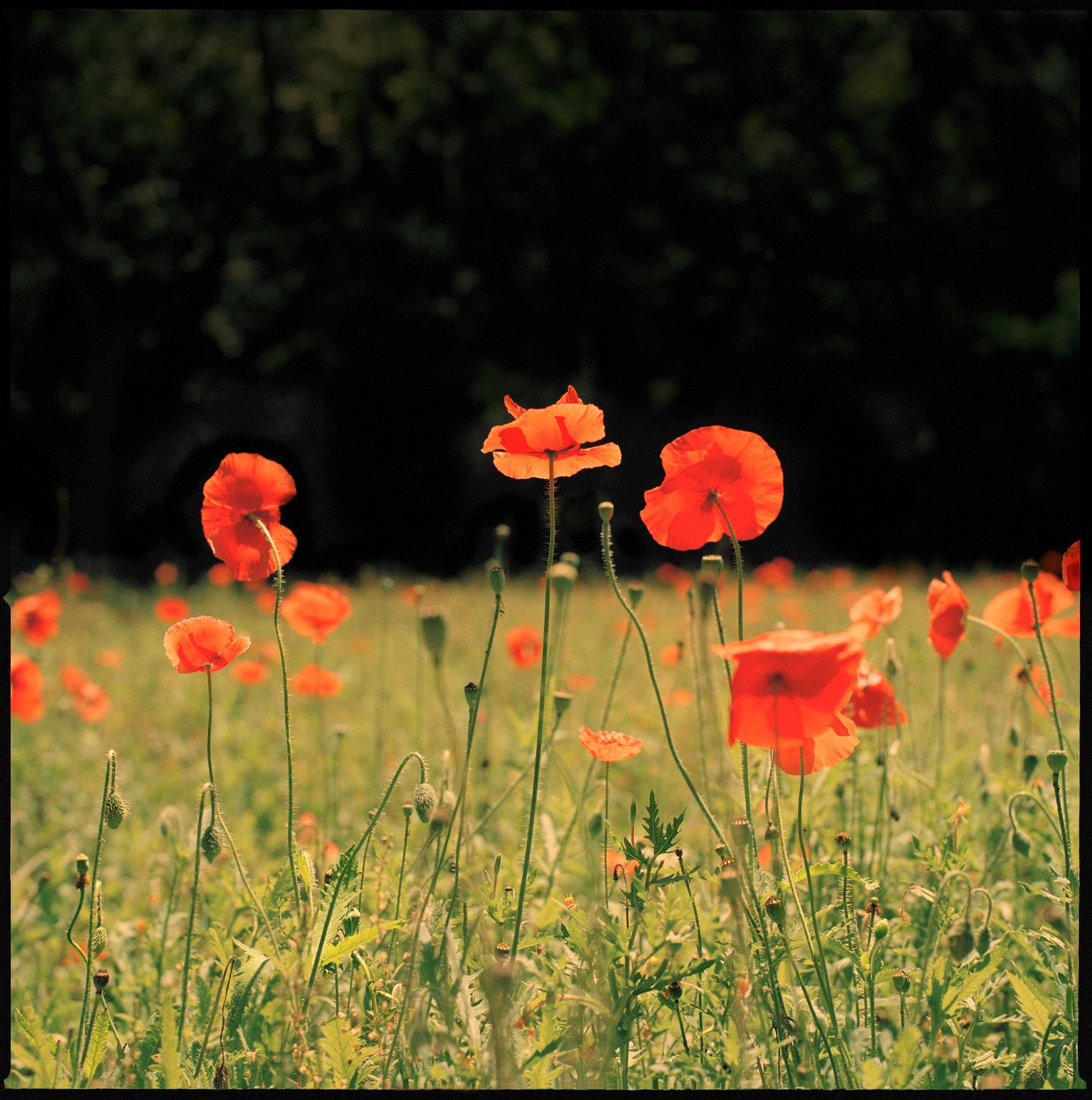 Nigel Parry Color Photograph – Rote Mohnblumen - Blumenfeldlandschaft, Kunstfotografie