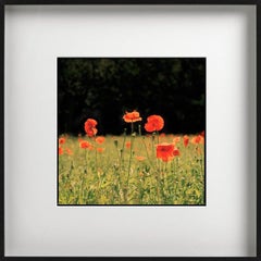 Red Poppies - Flower Field Landscape, Limited Edition Fine Art Photography