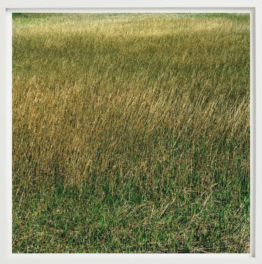 Santee, Grass - meadow of lush green and yellow grass, fine art photography 2021 For Sale 6