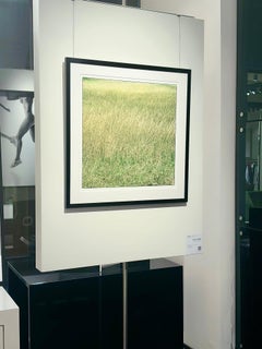 Santee, Hierba - pradera de exuberante hierba verde y amarilla, fotografía artística 2021