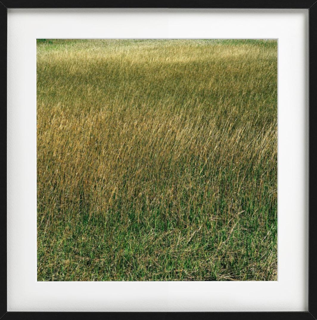 Santee, Grass - meadow of lush green and yellow grass, fine art photography 2021 - Contemporary Photograph by Nigel Parry