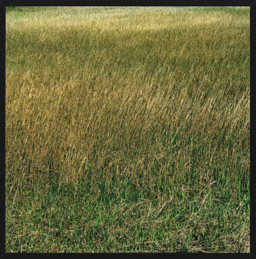 Santee, Grass - meadow of lush green and yellow grass, fine art photography 2021 For Sale 1