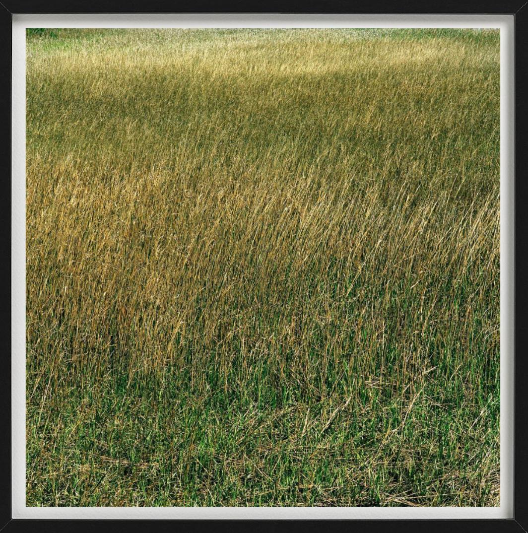 Santee, Grass - meadow of lush green and yellow grass, fine art photography 2021 For Sale 2