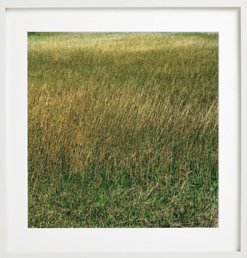 Santee, Grass - meadow of lush green and yellow grass, fine art photography 2021 For Sale 4