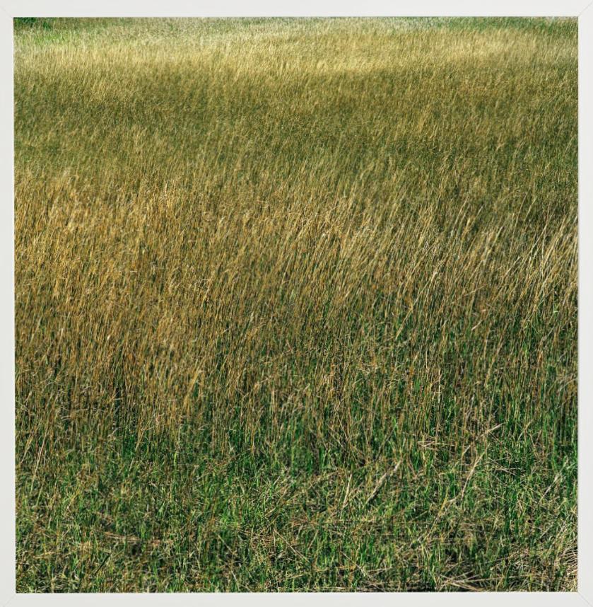 Santee, Grass - meadow of lush green and yellow grass, fine art photography 2021 For Sale 5