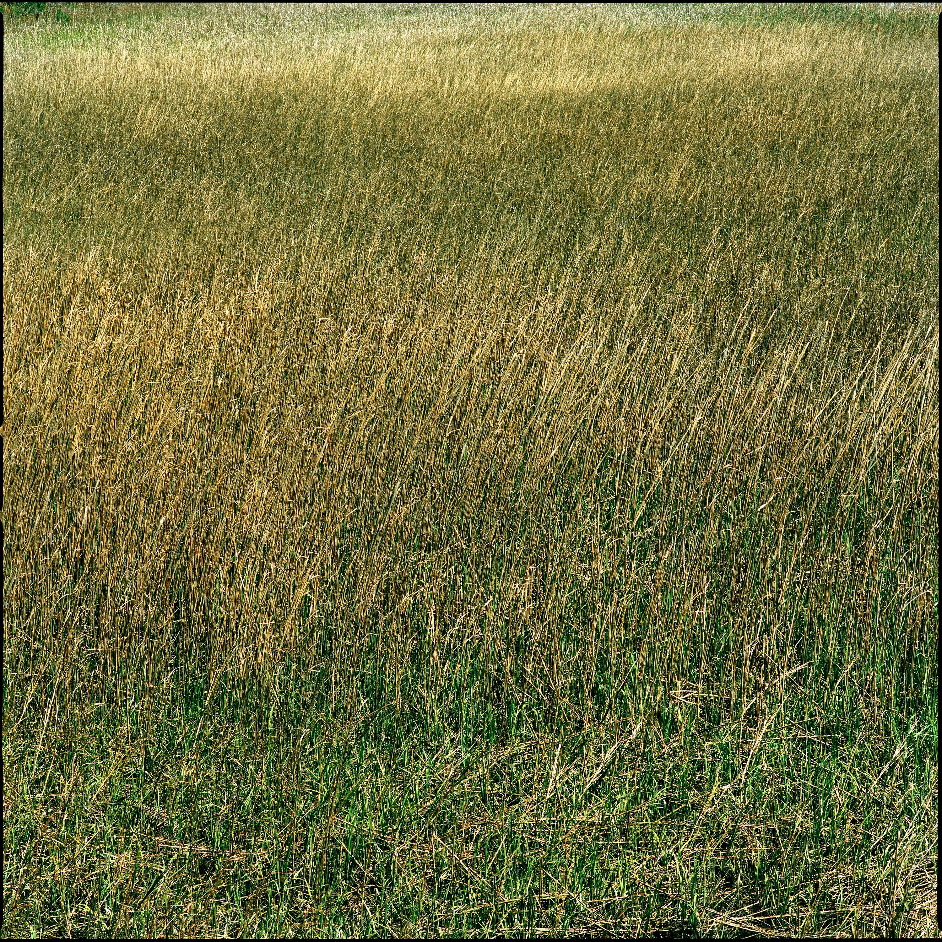 Color Photograph di Nigel Parry - Santee, Grass - prato di erba verde e gialla, fotografia d'autore 2021