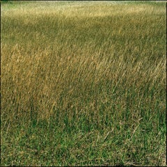 Santée, Grass - prairie d'herbes vertes et jaunes luxuriantes, photographie d'art 2021
