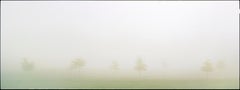 Trees I -  Limited Edition Fine Art Photography