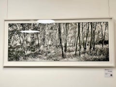 Woodland -  Limited Edition Fine Art Photography