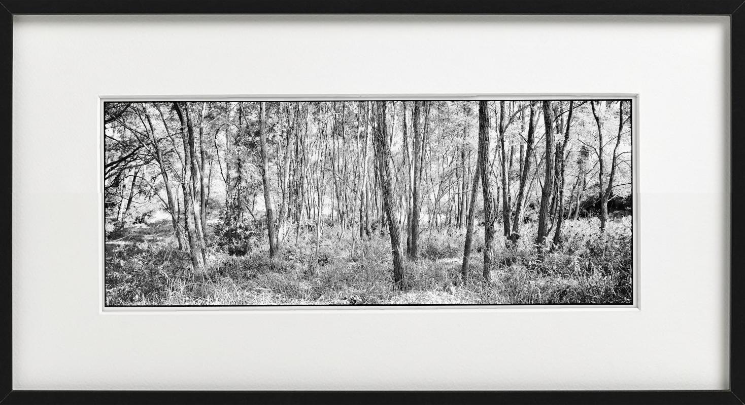 Woodland - panoramic black and white image with trees, fine art photography 2021 - Photograph by Nigel Parry