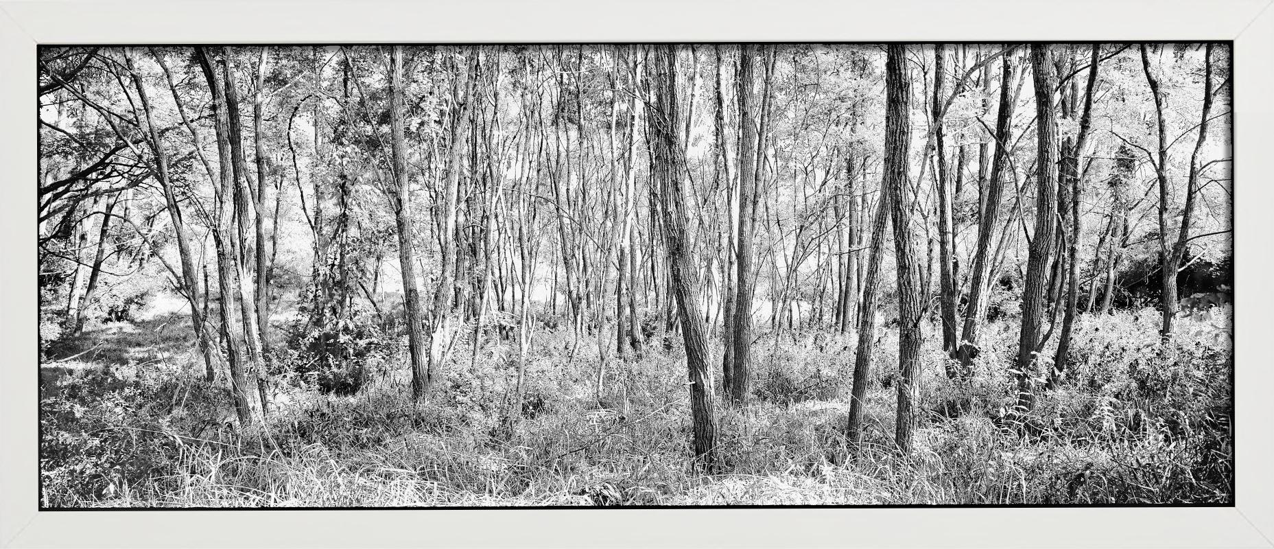 Woodland - panoramic black and white image with trees, fine art photography 2021 For Sale 1