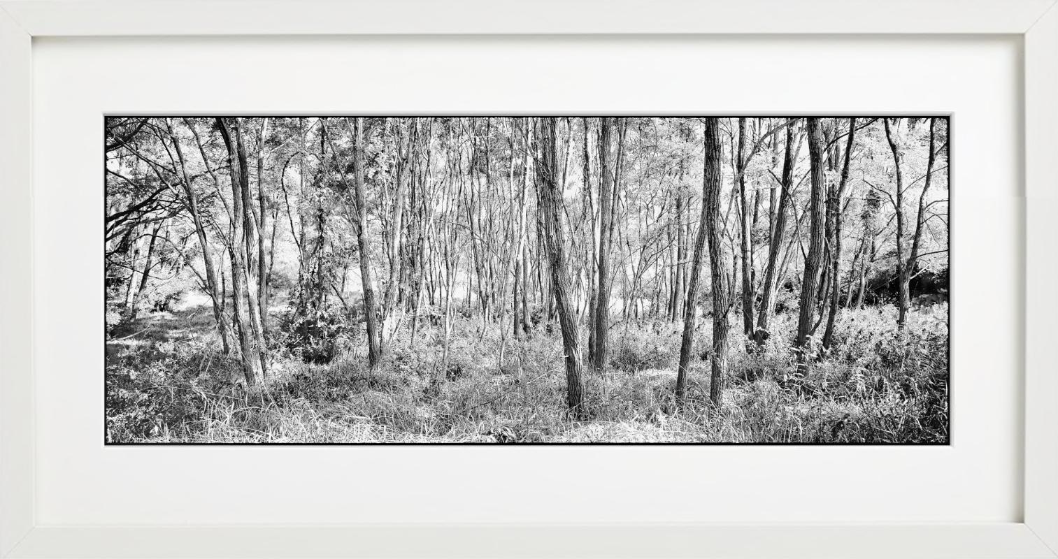 Woodland - panoramic black and white image with trees, fine art photography 2021 For Sale 2