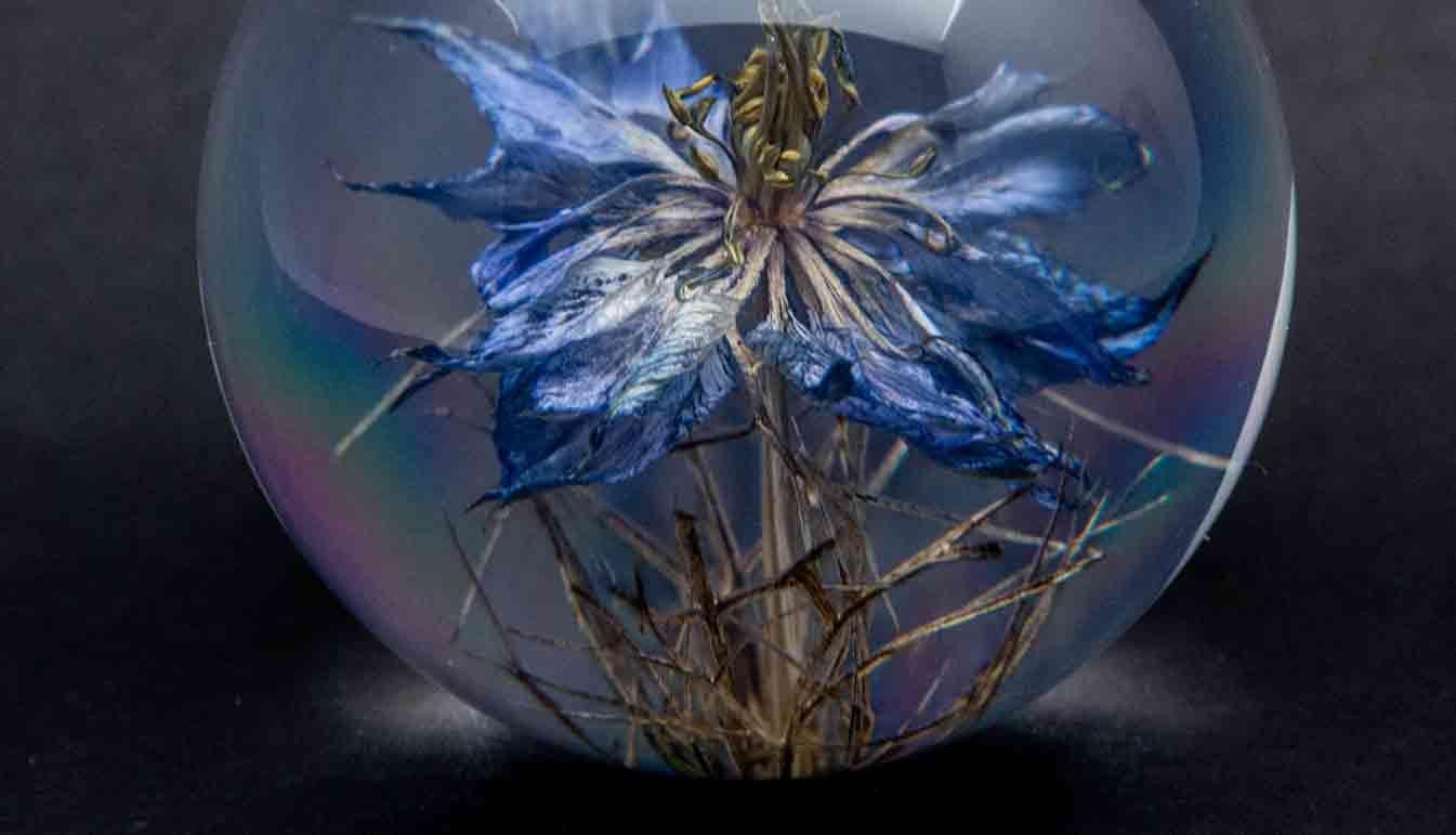 Nigella flower paperweight. Created from an encased, blue nigella flower. Measure: 3