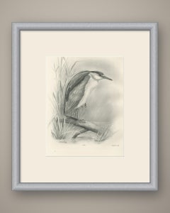 Night Heron, Antique Bird Print after Lilian Medland, circa 1909