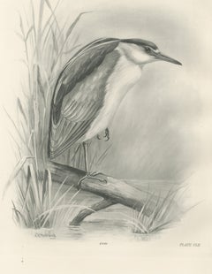 Night Heron, Antique Bird Print after Lilian Medland, circa 1909