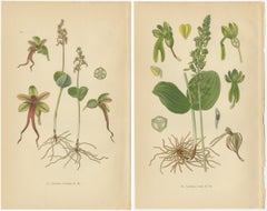 Nigritella Nuances: Botanical Portraits of Alpine Orchids from 1904