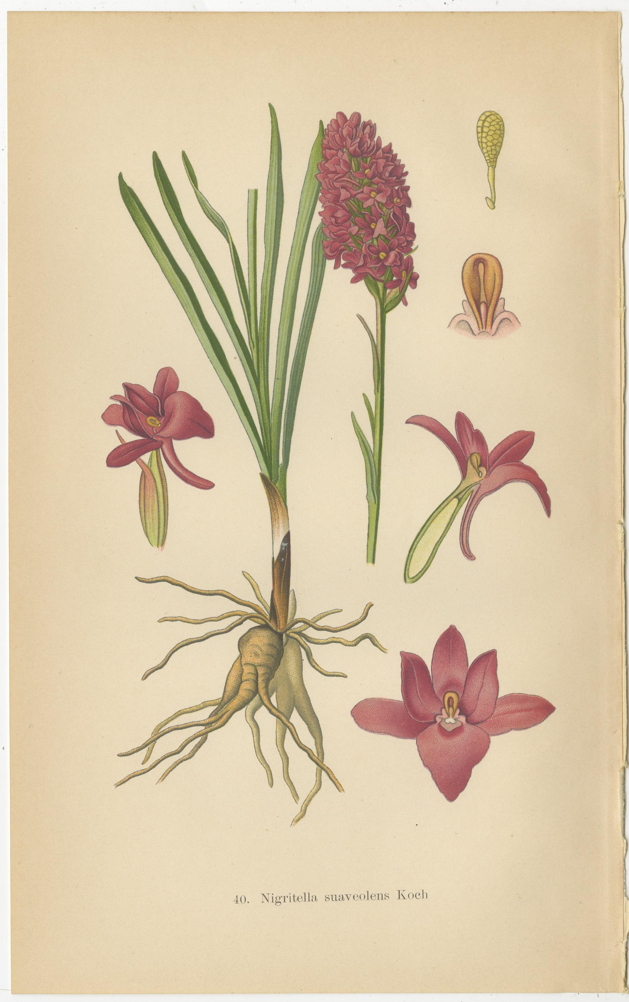 Nigritella Nuances: Botanical Portraits of Alpine Orchids from 1904 In Good Condition For Sale In Langweer, NL