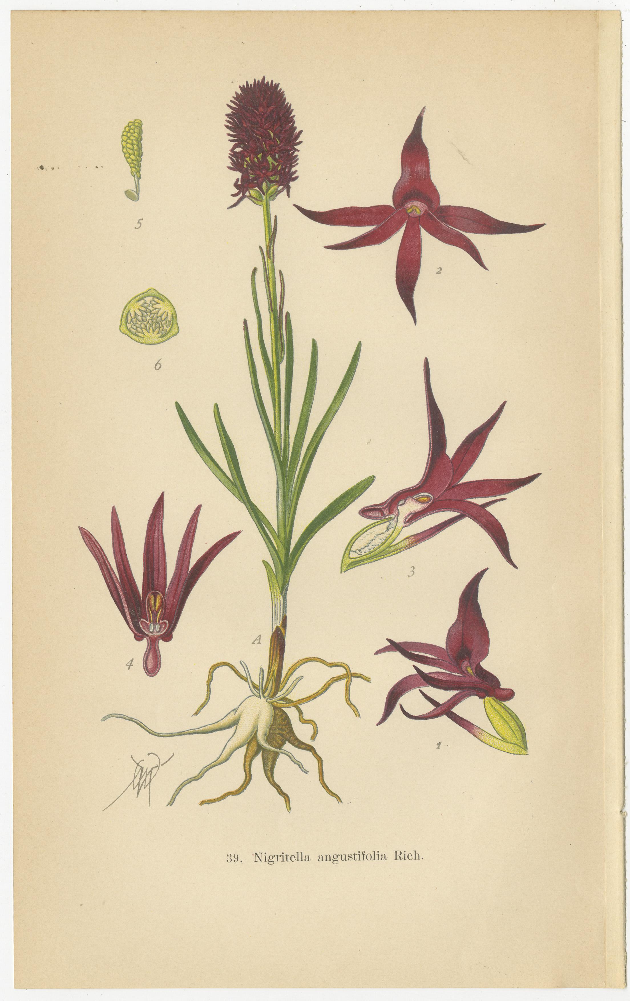 Early 20th Century Nigritella Nuances: Botanical Portraits of Alpine Orchids from 1904 For Sale