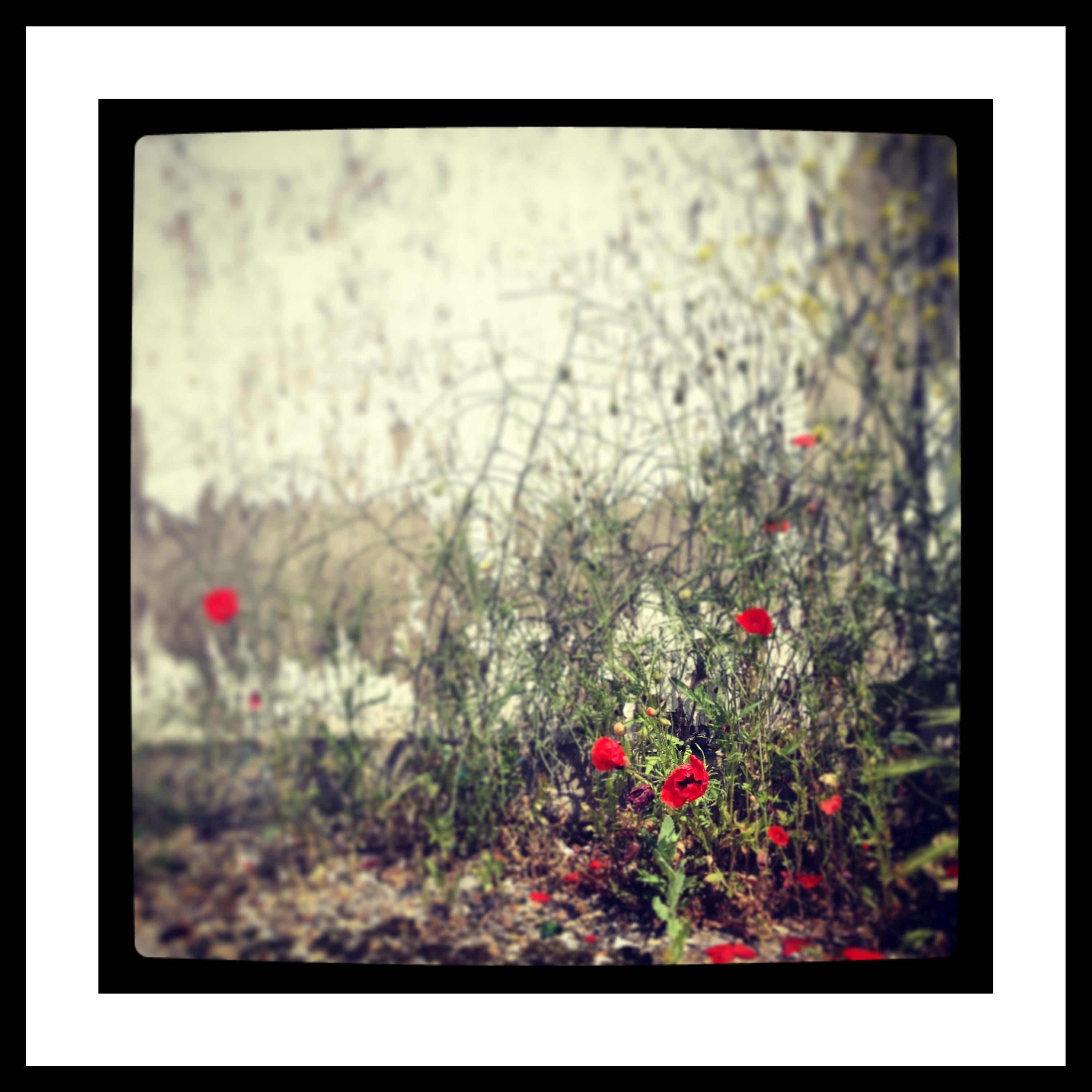 Nina Kraus Color Photograph - Poppies II Photography 