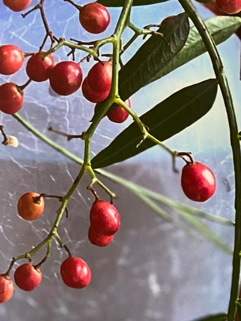 Red Mountain Ash II - Photograph by Nina Kraus