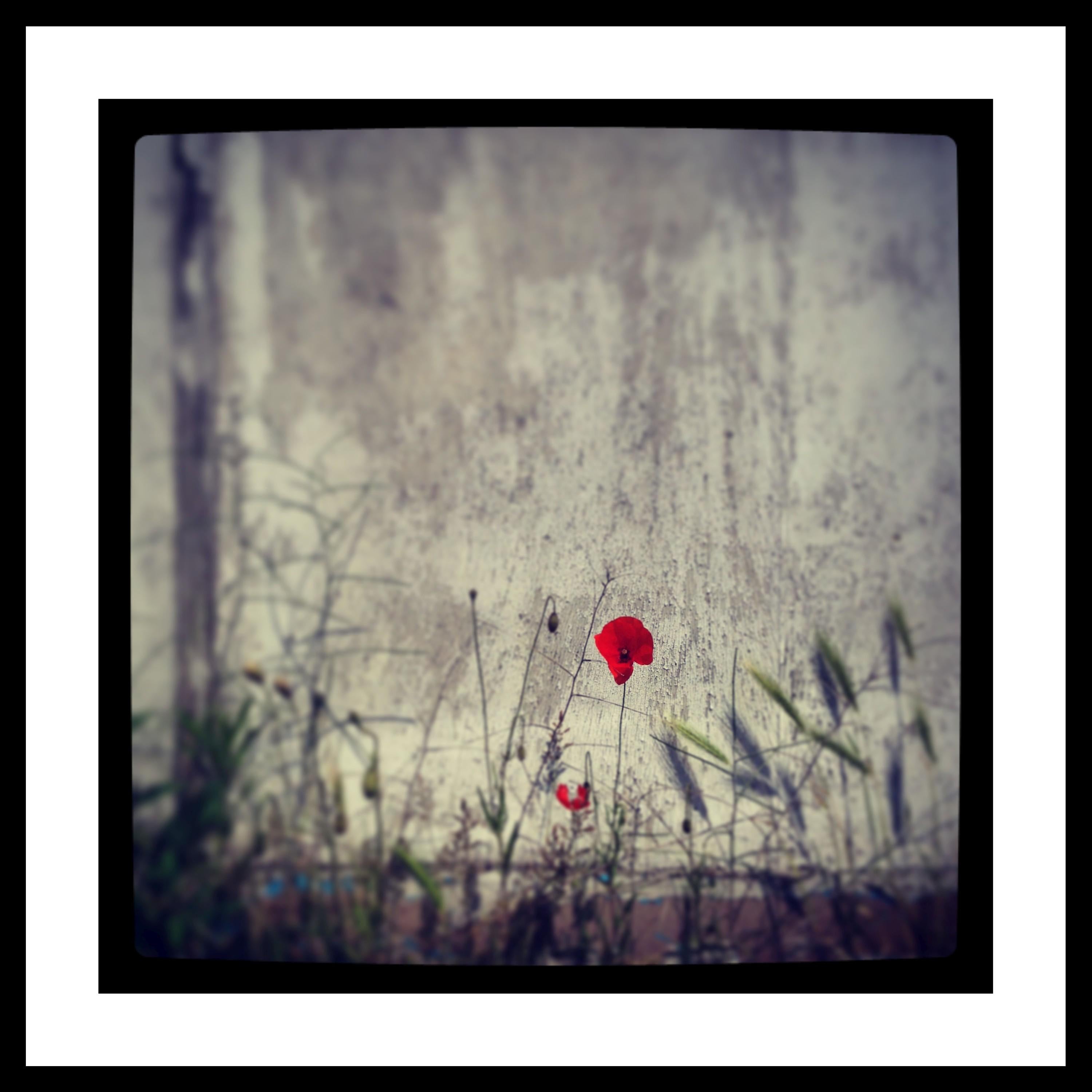 Nina Kraus Landscape Photograph - Red Poppies I Color Photography 