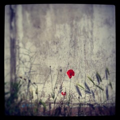 Red Poppies I 