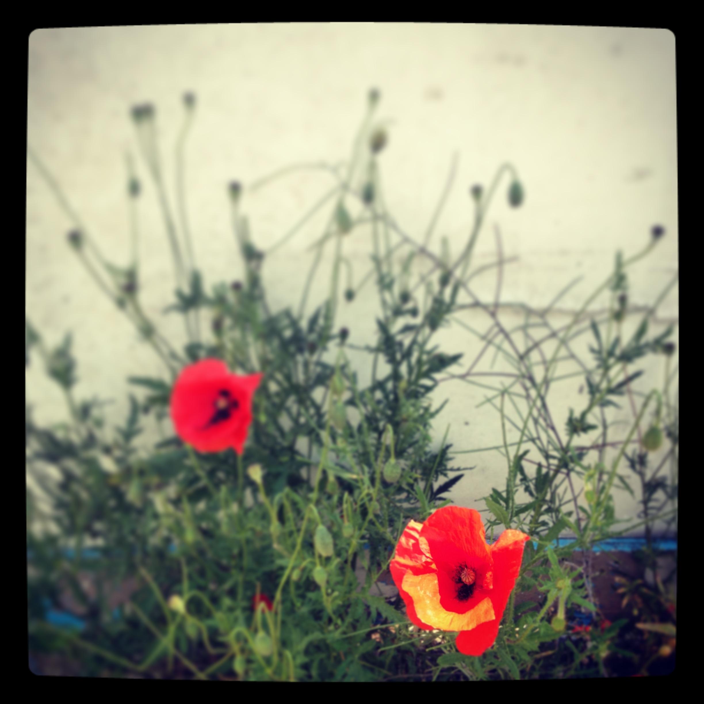 Red Poppies V Color Photography 