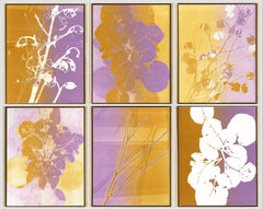 Foglia di aster + pianta di penny
