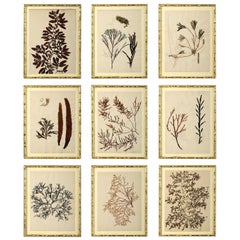 Nine 19th Century Hand-Pressed Seaweeds