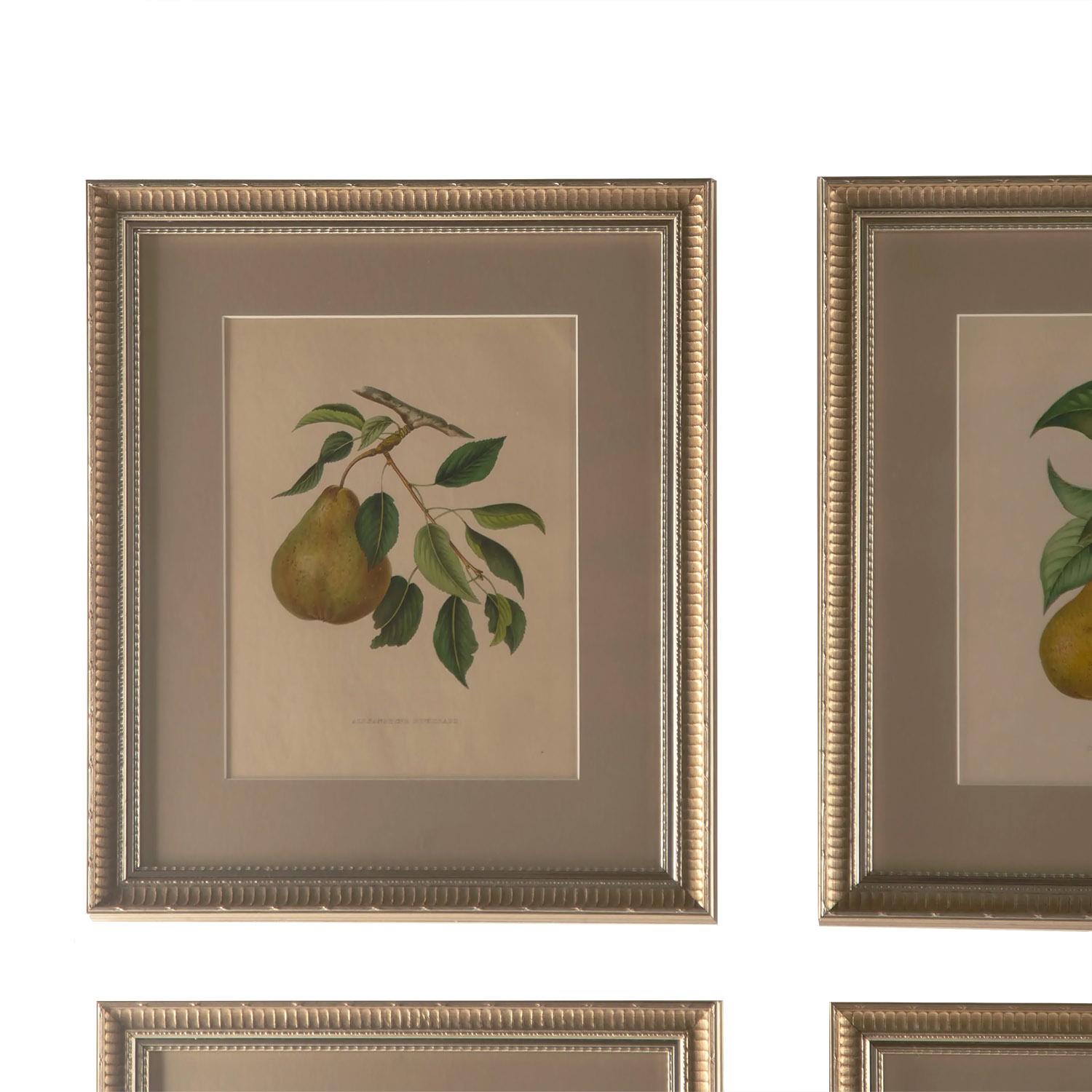 A set of nine pears by Alexandre Bivort who was a Belgian nurseryman who published two works, Album de Pomologie (1847-1851) followed by Annales de Pomologie Belge et Etrangere (1853-1860).
They remain the Classic reference on Belgian fruit of the