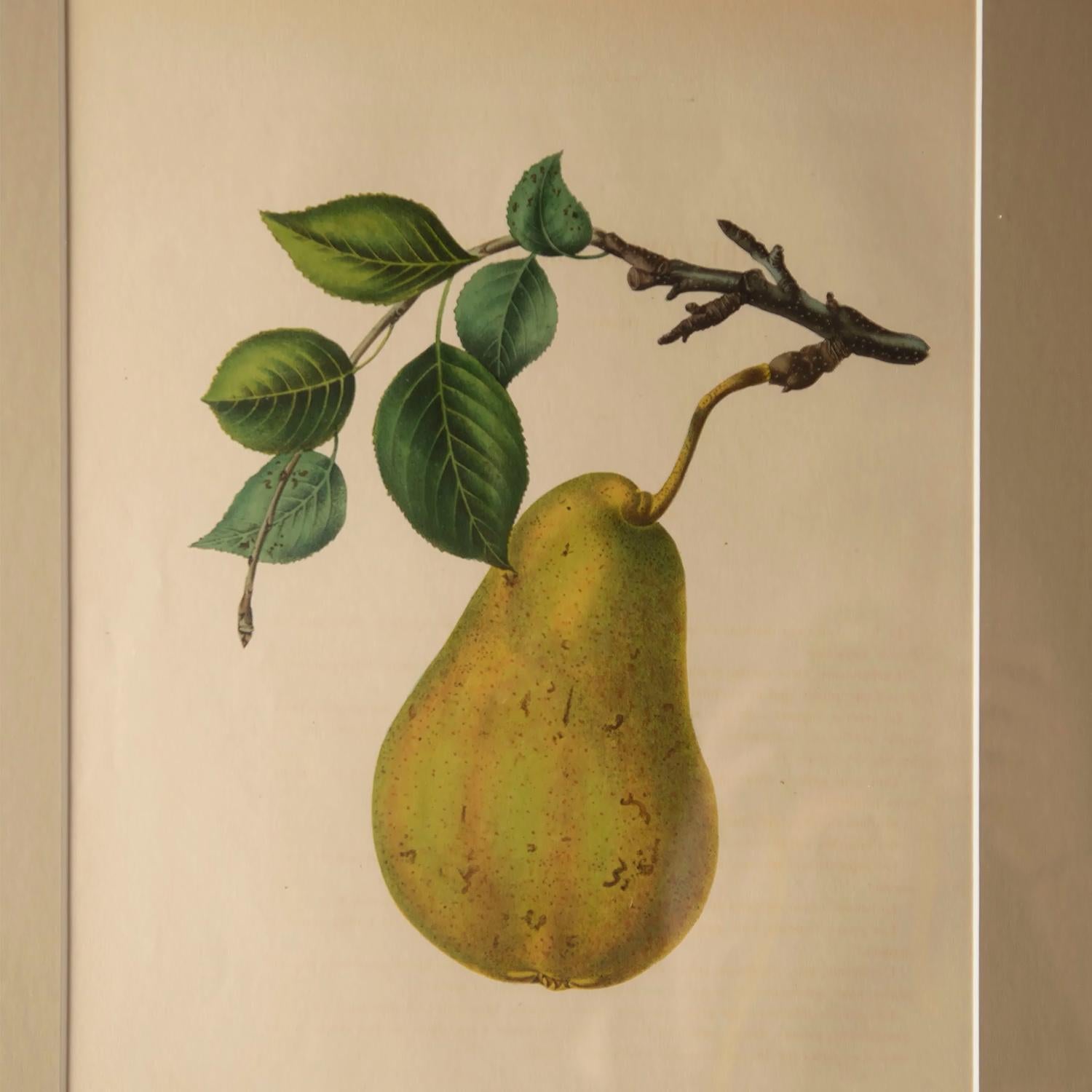 Paper Nine 19th Century Pears