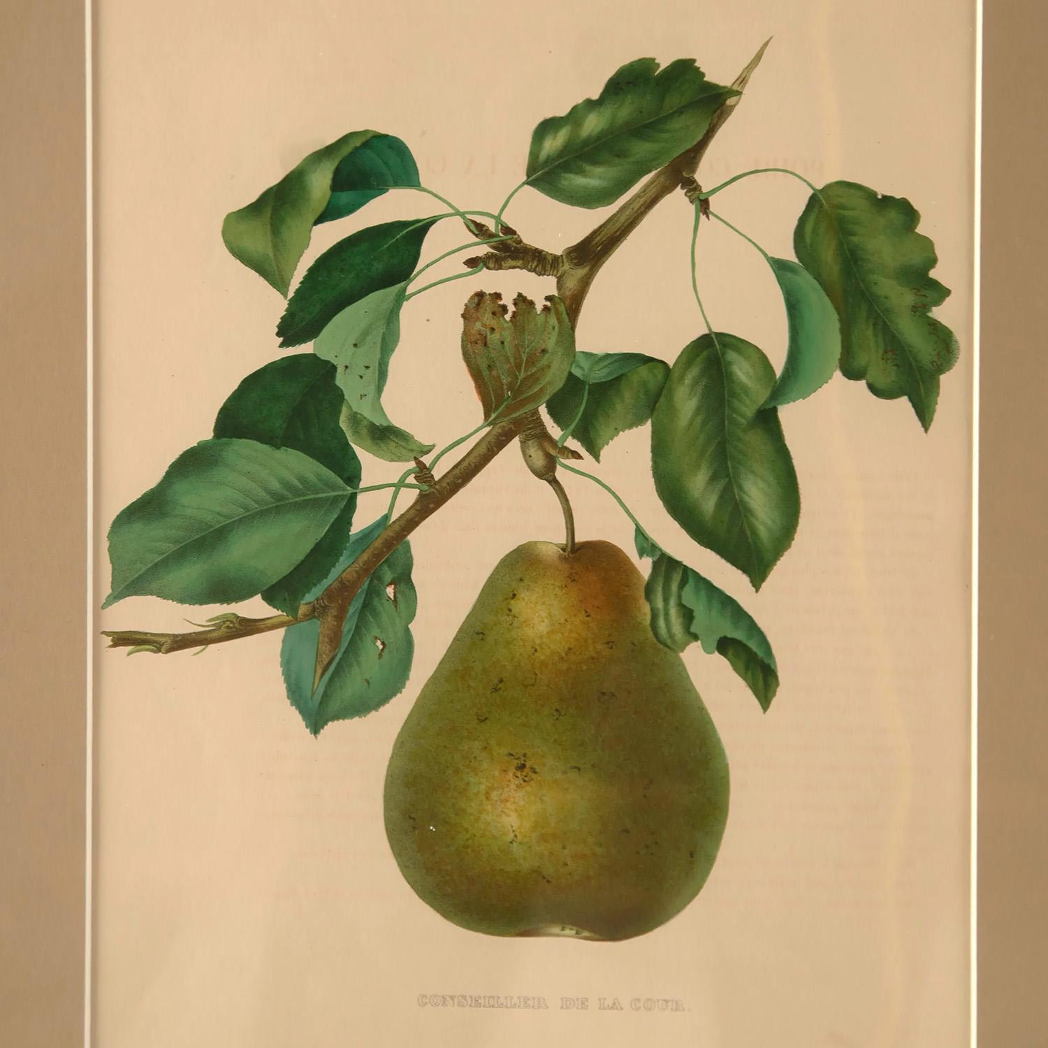 Nine 19th Century Pears 1