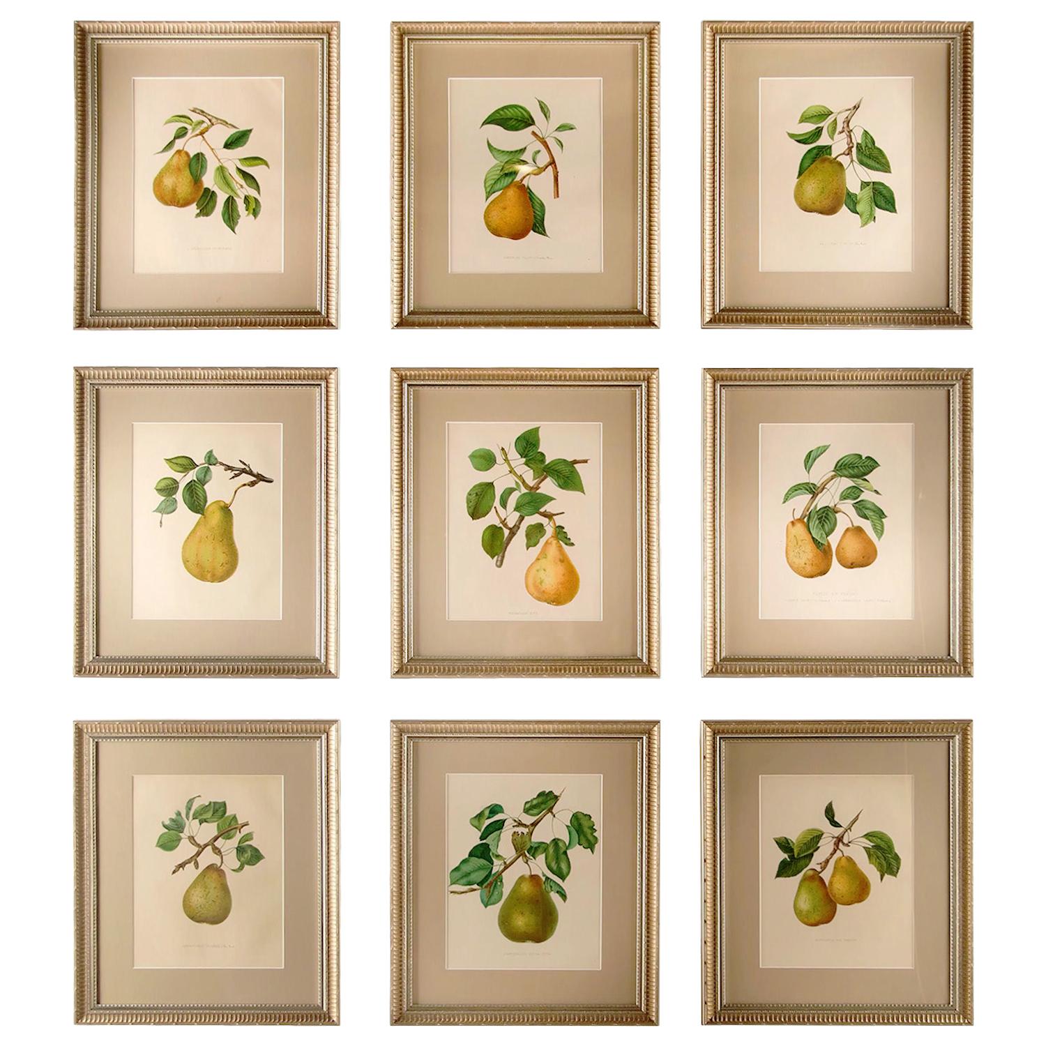 Nine 19th Century Pears