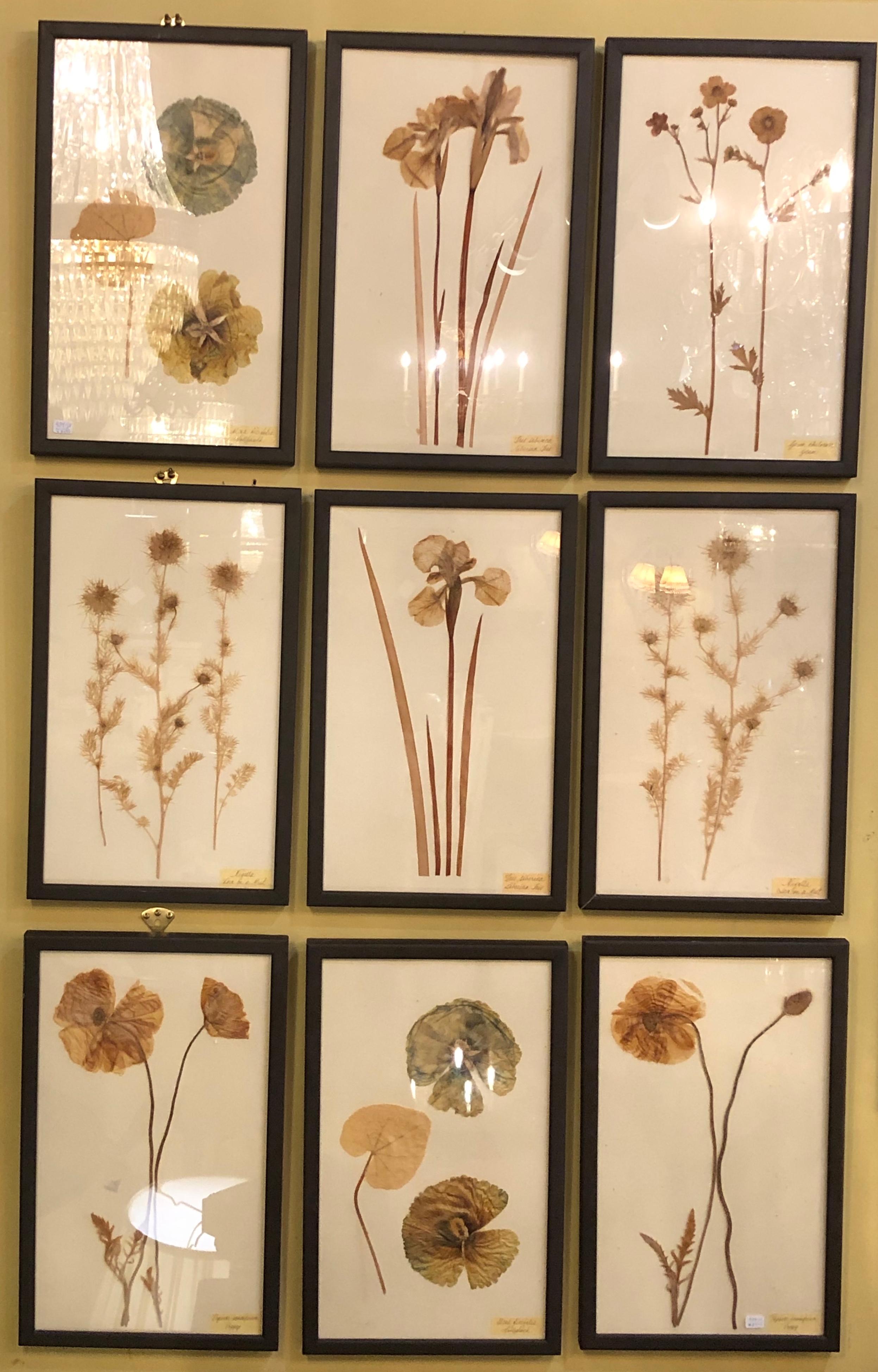 Nine finely framed dried flowers each under glass and framed. These custom laid and framed works are simply stunning and are all in fine condition.