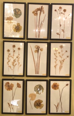 Nine Finely Framed Dried Flowers Each Under Glass Framed