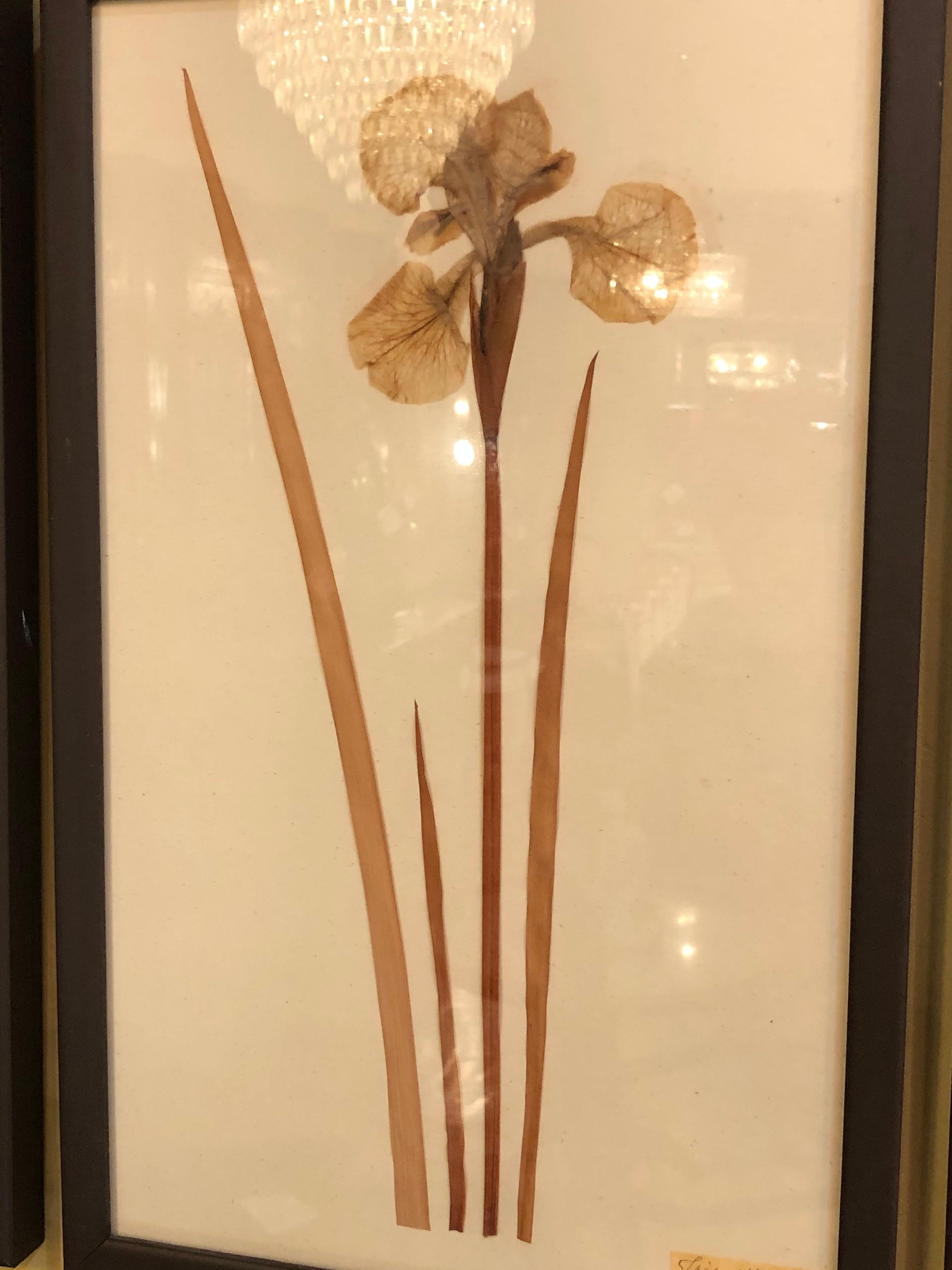 Nine Finely Framed Dried Flowers Each Under Glass Framed In Good Condition In Stamford, CT