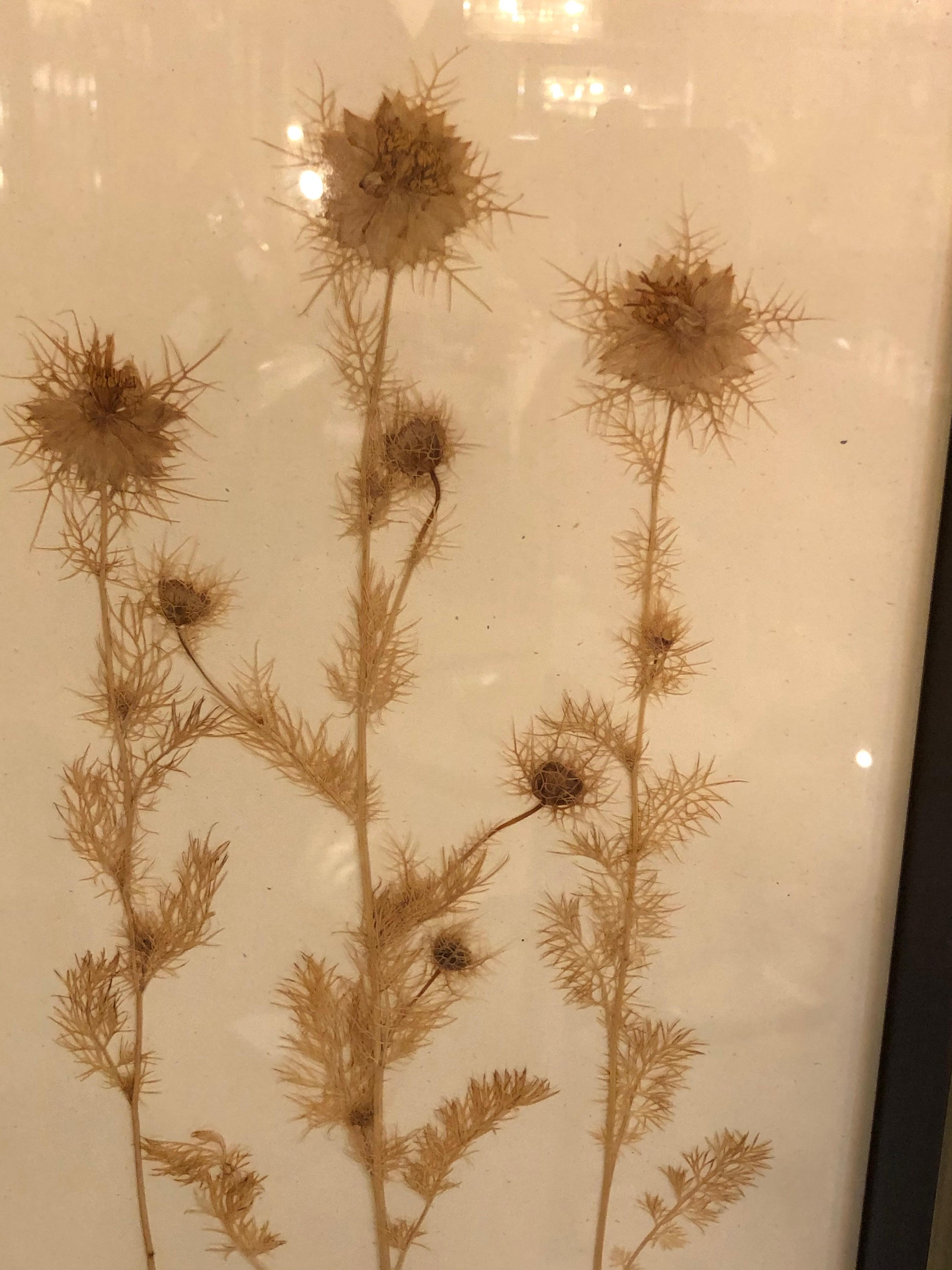 20th Century Nine Finely Framed Dried Flowers Each Under Glass Framed