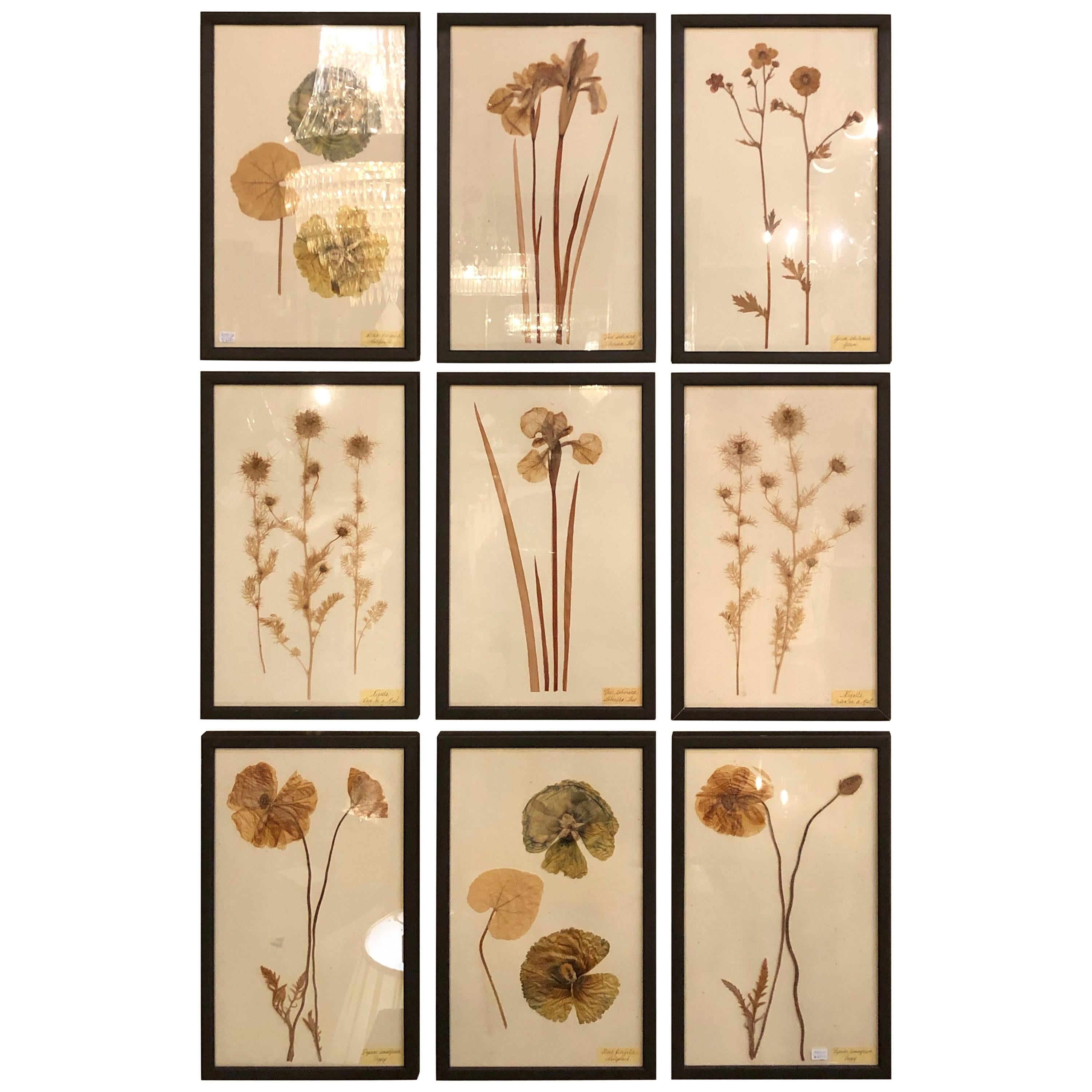 Nine Finely Framed Dried Flowers Each Under Glass Framed