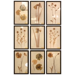 Nine Finely Framed Dried Flowers Each Under Glass Framed