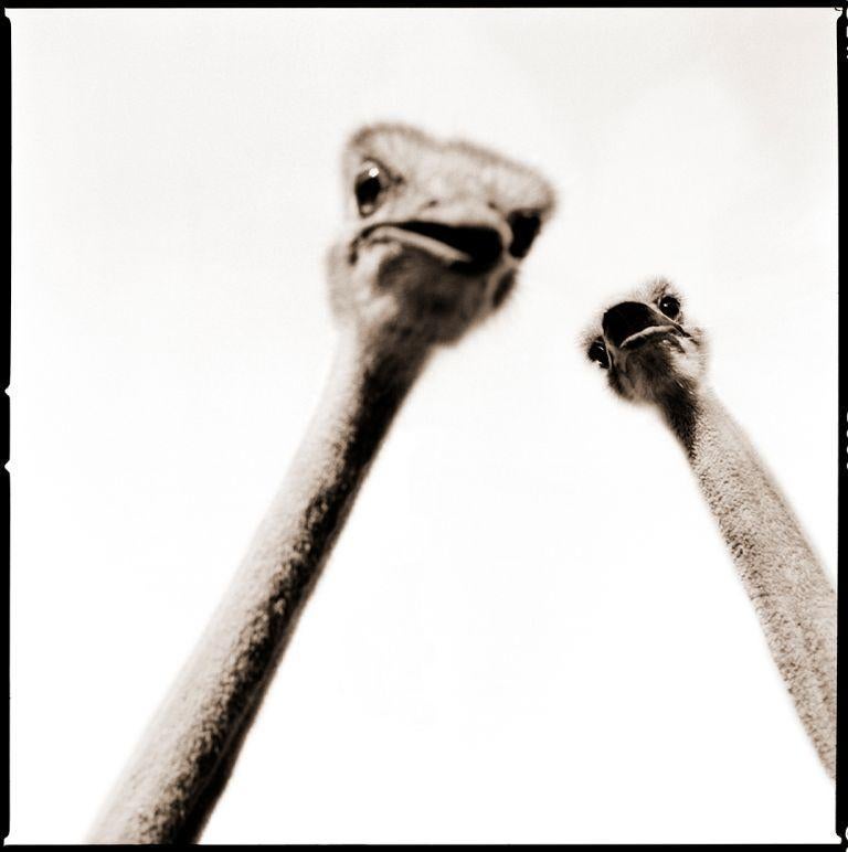 Ostrich I - Painting by Nine Francois