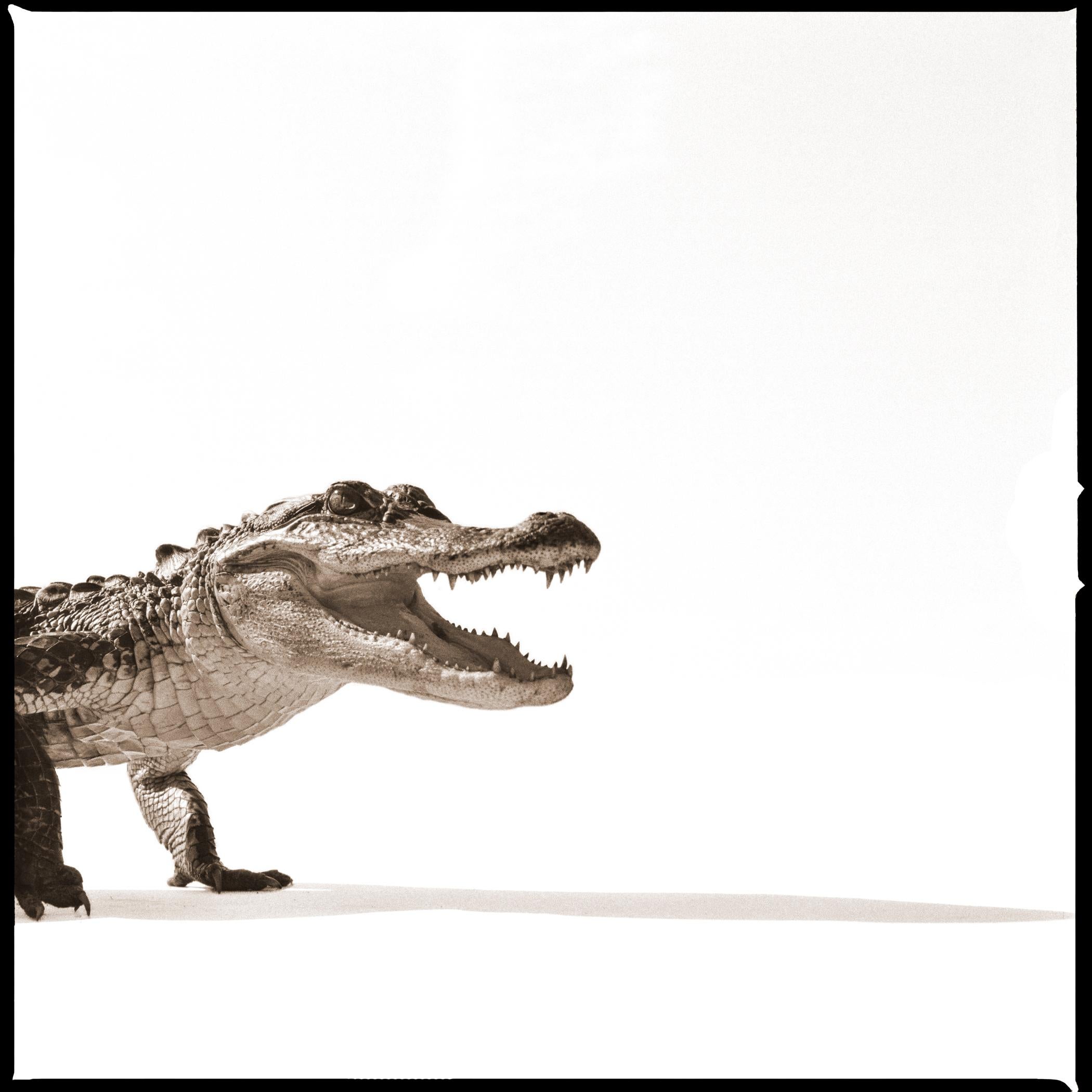 Alligator I - Photograph by Nine Francois