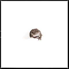 Rana ladradora II