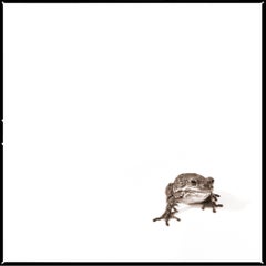 Rana ladradora III