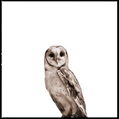Used Barn Owl II